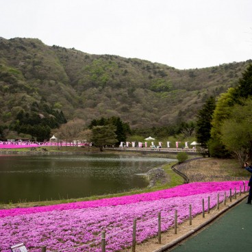 Fuji Shibazakura Matsuri The Most Famous Pink Moss Festival