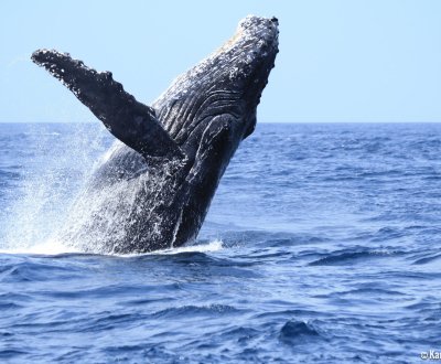 Ogasawara Archipelago (Tokyo), Whale watching