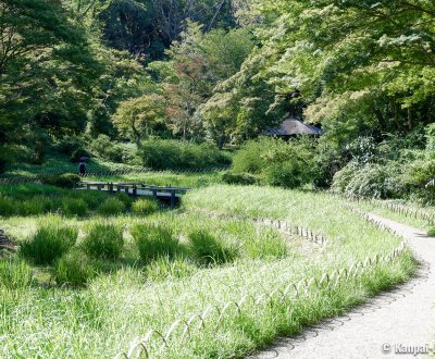 Meiji Jingu Gyoen (Tokyo), Iris field in summer and Gazebo Pavilion