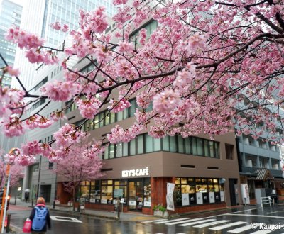 Ajisai-dori (Nihonbashi, Tokyo), Okame-zakura cherry blossoms in early March