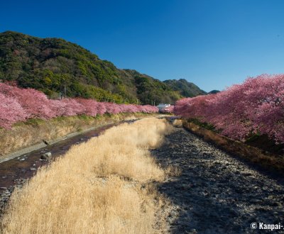 Kawazu-zakura Matsuri (Izu), View on the river lined with blooming Kawazu cherry trees