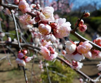 Hanegi Park (Tokyo), Plum blossoms in February and beginning of spring Risshun