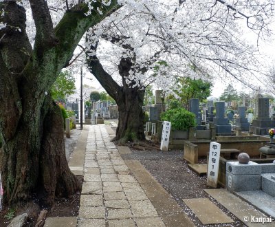 Yanaka Cemetery (Tokyo), Walking path between the graves during the sakura season in spring