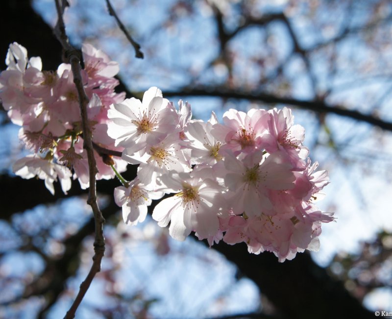 Japanese sakura cherry blossom in the beginning of spring