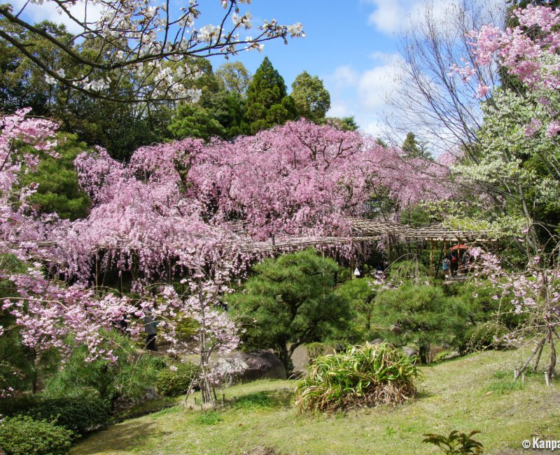 Heian-jingu (Kyoto), Garden with blooming weeping cherry trees in April