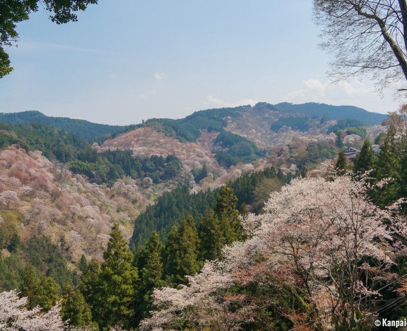 Yoshinoyama, View of the cherry trees covered mountain in April 2