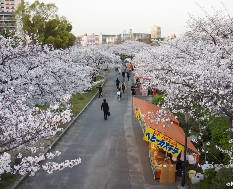 Kema Sakuranomiya Park (Osaka), Cherry trees in full bloom in early April 2