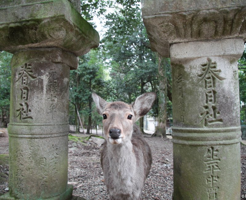 Kasuga Taisha Grand Shrine in Nara (Kansai), A shika deer greeting visitors Kasuga Taisha Grand Shrine in Nara (Kansai), A shika deer greeting visitors