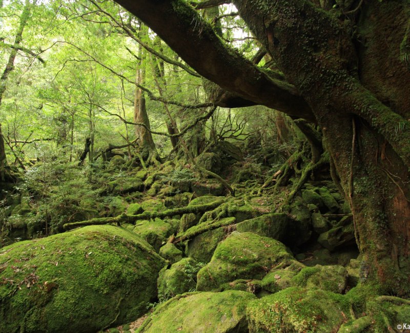 Yakushima (Kyushu), Hiking trail in the island's forest Yakushima (Kyushu), Hiking trail in the island's forest