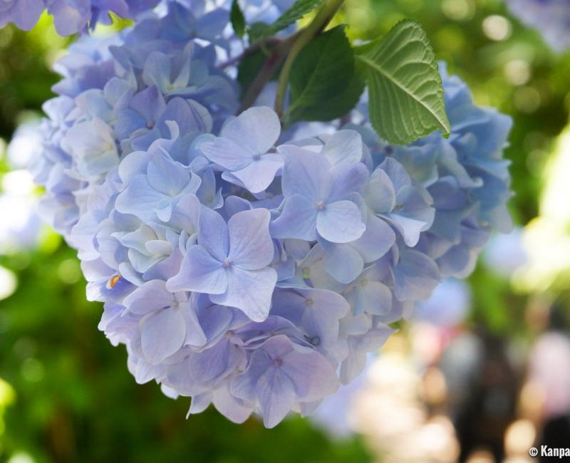 Meigetsu In The Hydrangeas Temple In Kamakura