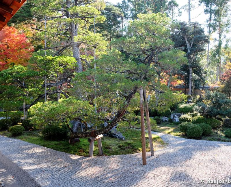 Manshu-in (Kyoto), Daishoin view of the dry garden and century-old pine tree in autumn Manshu-in (Kyoto), Daishoin view of the dry garden and century-old pine tree in autumn