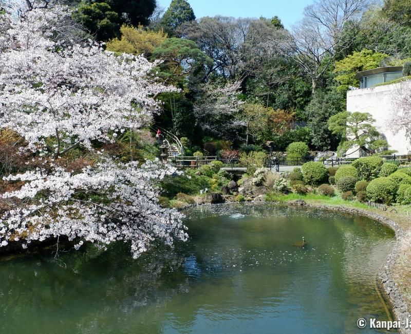 Chinzan-so Teien (Tokyo), Yasuichi pond and blooming cherry tree Chinzan-so Teien (Tokyo), Yasuichi pond and blooming cherry tree