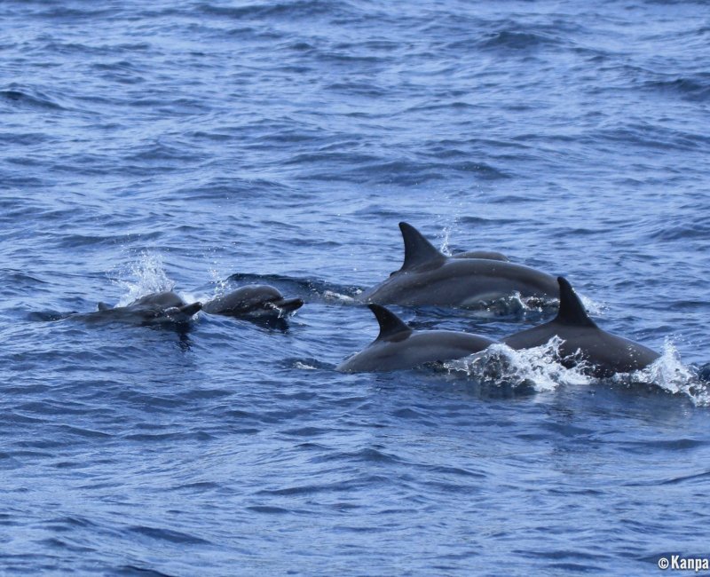 Ogasawara Archipelago (Tokyo), Dolphins Ogasawara Archipelago (Tokyo), Dolphins