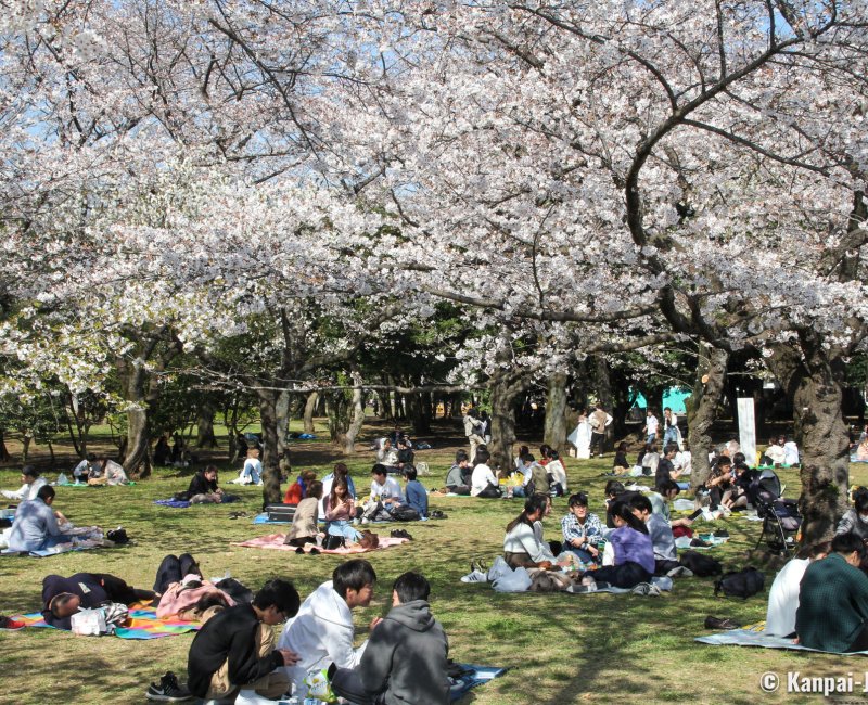 Why You Should Not Go to Japan in April