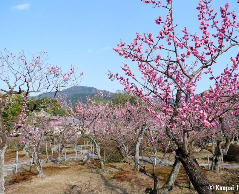 Zuishin-in (Kyoto), Ono Baien garden during the plum tree blooming season in mid-March Zuishin-in (Kyoto), Ono Baien garden during the plum tree blooming season in mid-March
