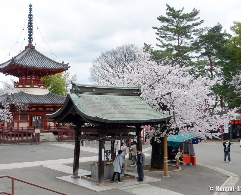 Kita-in (Kawagoe), Temple's grounds during the sakura blossoms season Kita-in (Kawagoe), Temple's grounds during the sakura blossoms season