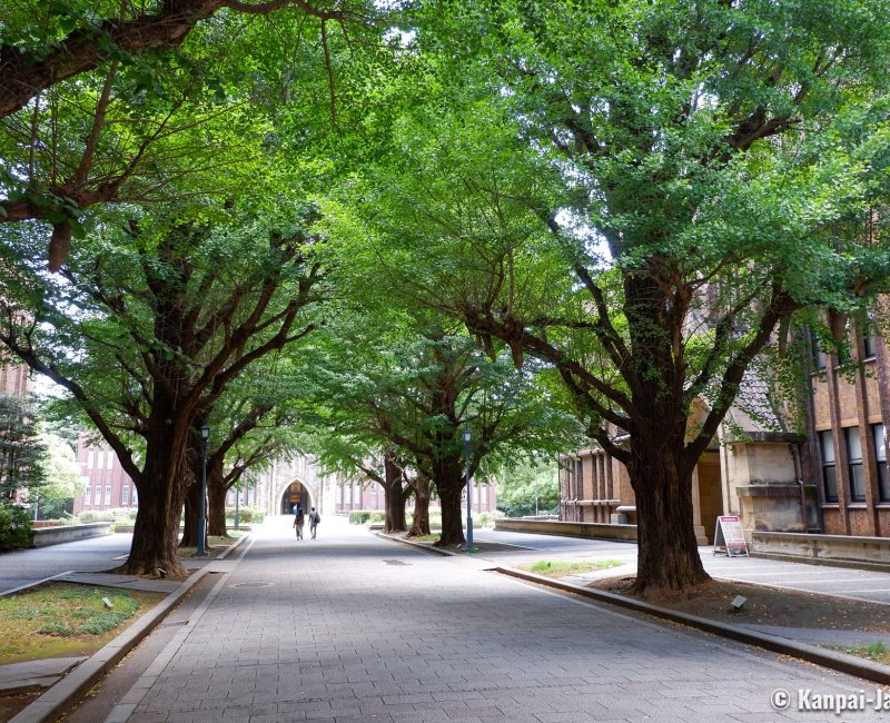 Todai (Tokyo), Green gingko trees alley in front of the Yasuda Auditorium Todai (Tokyo), Green gingko trees alley in front of the Yasuda Auditorium