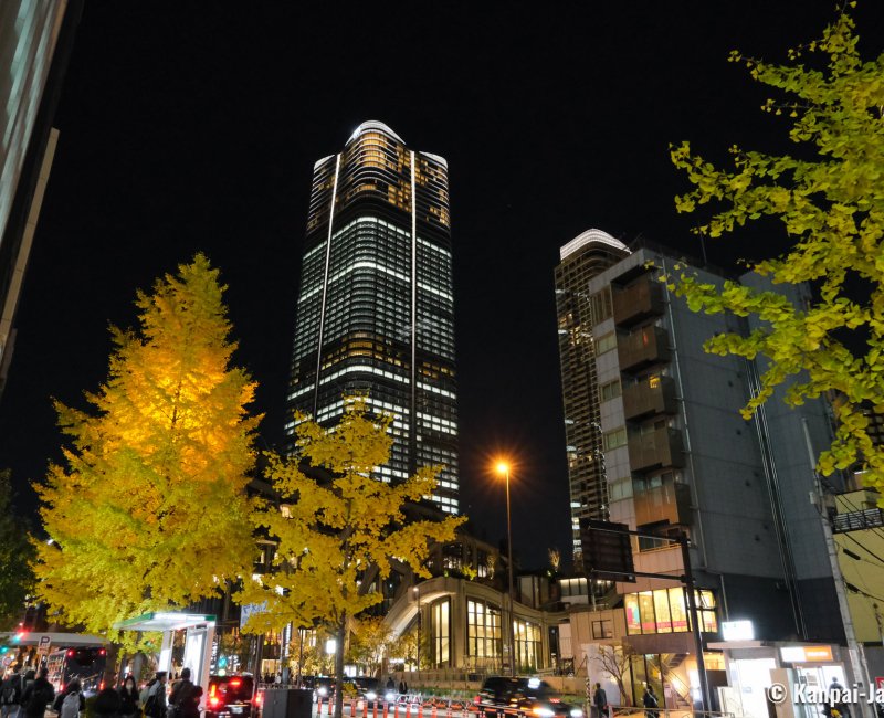 Azabudai Hills (Tokyo), Night view on the Mori JP Tower and golden foliage of the ginkgo trees Azabudai Hills (Tokyo), Night view on the Mori JP Tower and golden foliage of the ginkgo trees