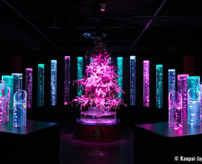 Art Aquarium Museum GINZA (Tokyo), Goldfish Bamboo Forest with Christmas decorations Art Aquarium Museum GINZA (Tokyo), Goldfish Bamboo Forest with Christmas decorations