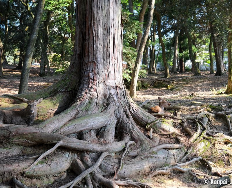 Nara, Shika deers lying down in the tree roots of Nara Park Nara, Shika deers lying down in the tree roots of Nara Park