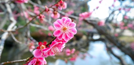 Japanese Plum Trees: First Blossoms of the Year - Blooming Japanese ...