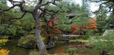 Koyo: Japanese maple trees’ red leaves - Momijigari: Contemplating ...