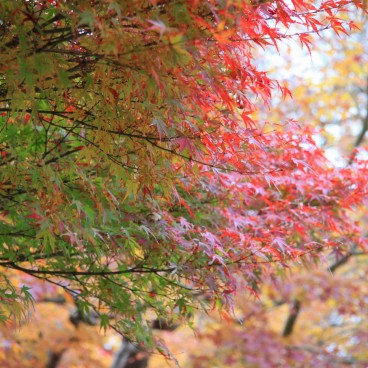 Koyo: Japanese maple trees’ red leaves - Momijigari: Contemplating ...