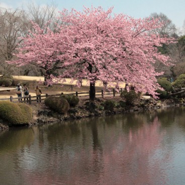 Sakura: Japanese Cherry Blossom - 🌸 (o) Hanami, an Early Spring Tradition