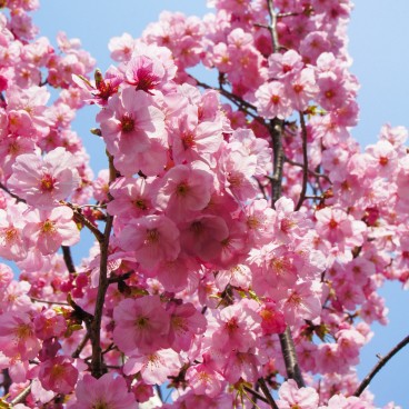 Chidorigafuchi - Chiyoda Sakura in Tokyo