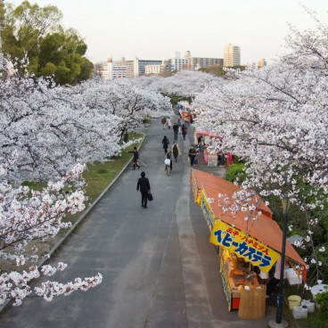 Let's Hanami in Tachikawa!, Japan, Japan Travel