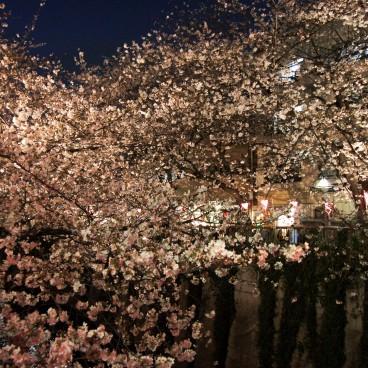 Meguro-gawa - The Sakura River In Tokyo