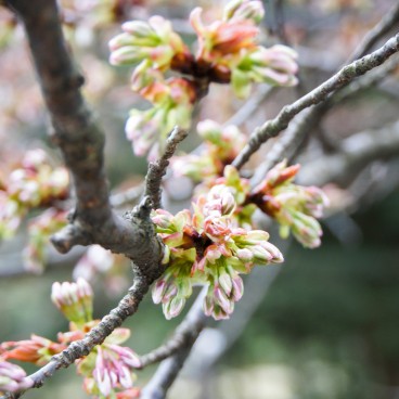 Kenrokuen - Kanazawa's Beautiful Garden