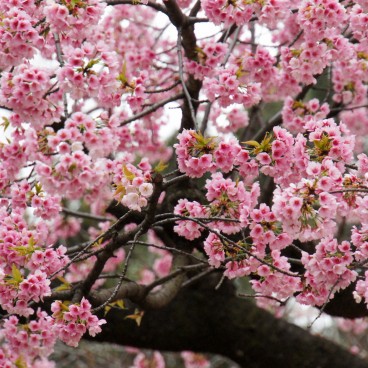 Ueno Park - Heart of the district