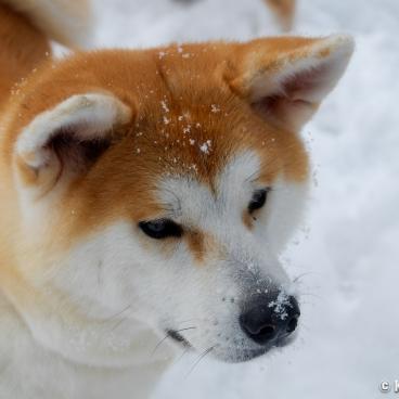 Enishi (Review) - The Beautiful Akita-inu Dogs House in Kakunodate