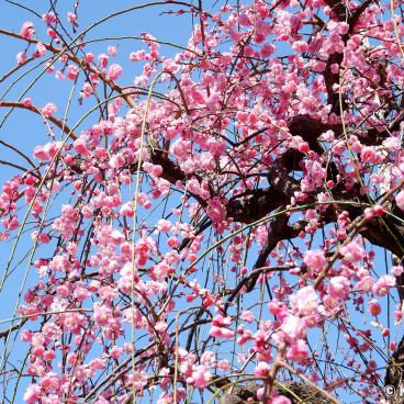 Ushi-Tenjin Kitano-jinja - The Hidden Shrine of Weeping Plum Trees