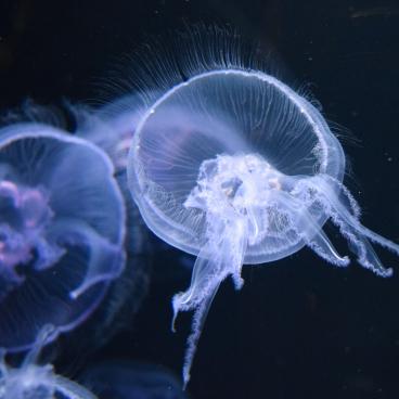 Kamo Kurage - The Jellyfish Aquarium