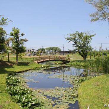 Suigo Sawara Ayame Park - The Aquatic Irises Garden Near Tokyo