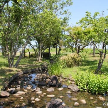 Suigo Sawara Ayame Park - The Aquatic Irises Garden Near Tokyo