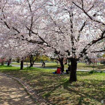 Tsurumi Ryokuchi Park - The Excellent Flower Spot in Osaka’s North-east