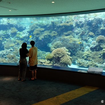 Okinawa Churaumi Aquarium - The Largest Saltwater Tank In Japan