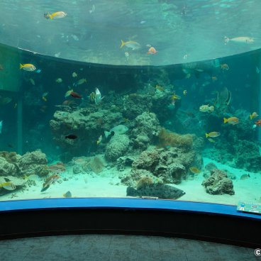 Okinawa Churaumi Aquarium - The Largest Saltwater Tank in Japan