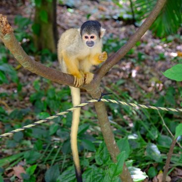 Yaimamura - The Traditional Monkey Village of Ishigaki