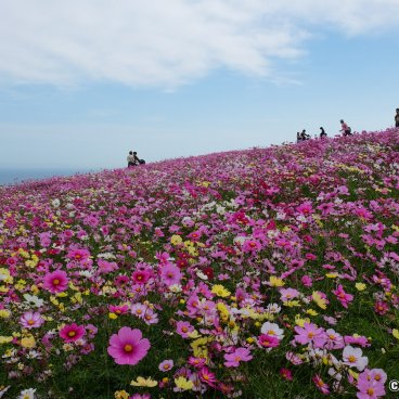 Awaji Hanasajiki - Awaji’s Wonderful Flower Fields