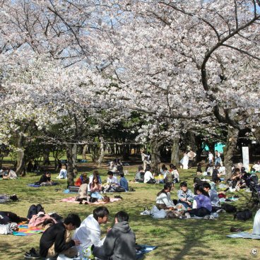 Why You Should Not Go to Japan in April