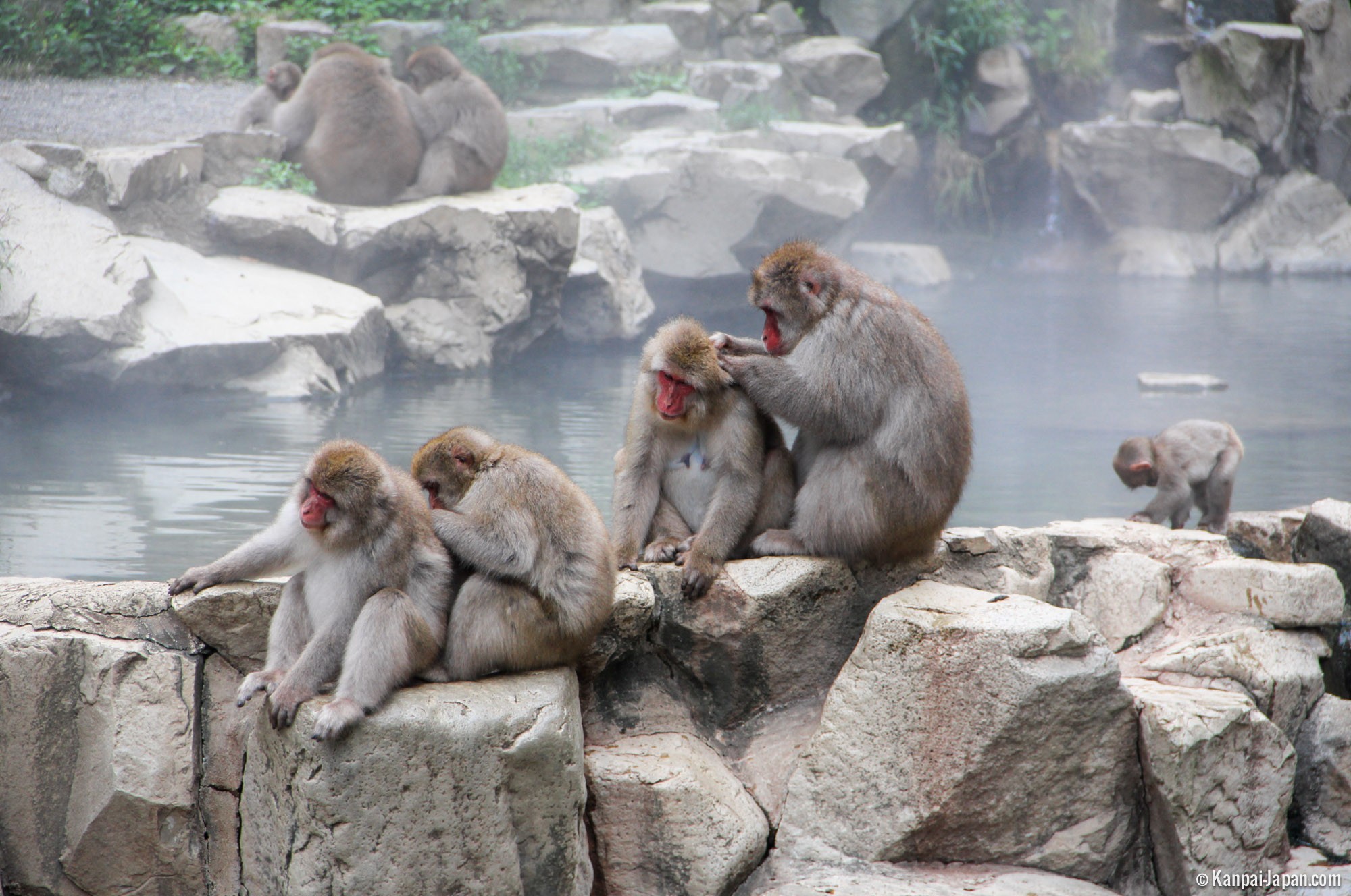 обезьяны на горячих источниках в японии