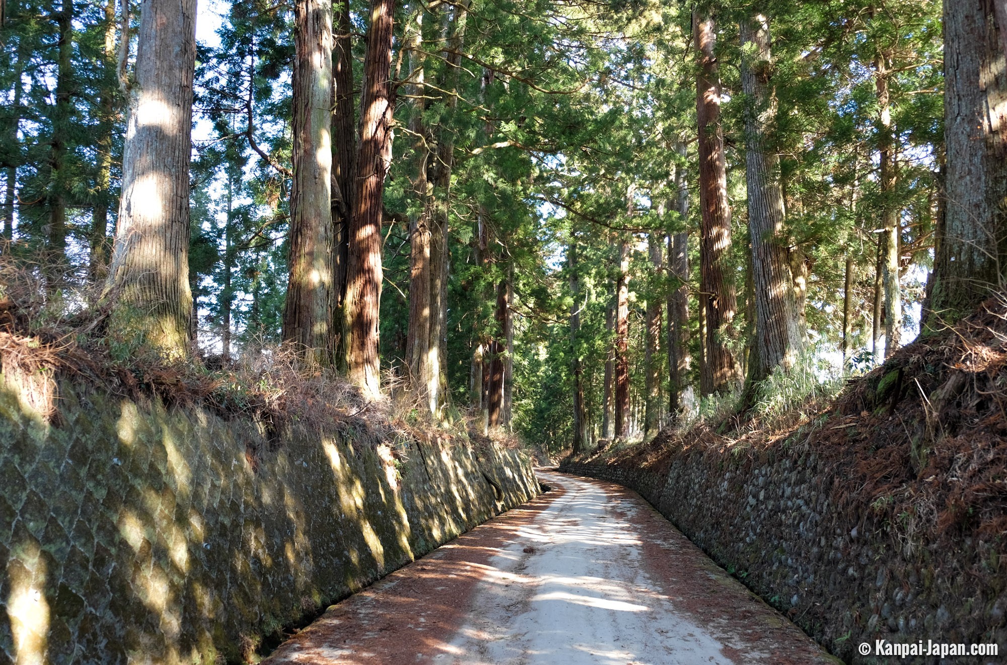 Nikko Sugi Namiki Park