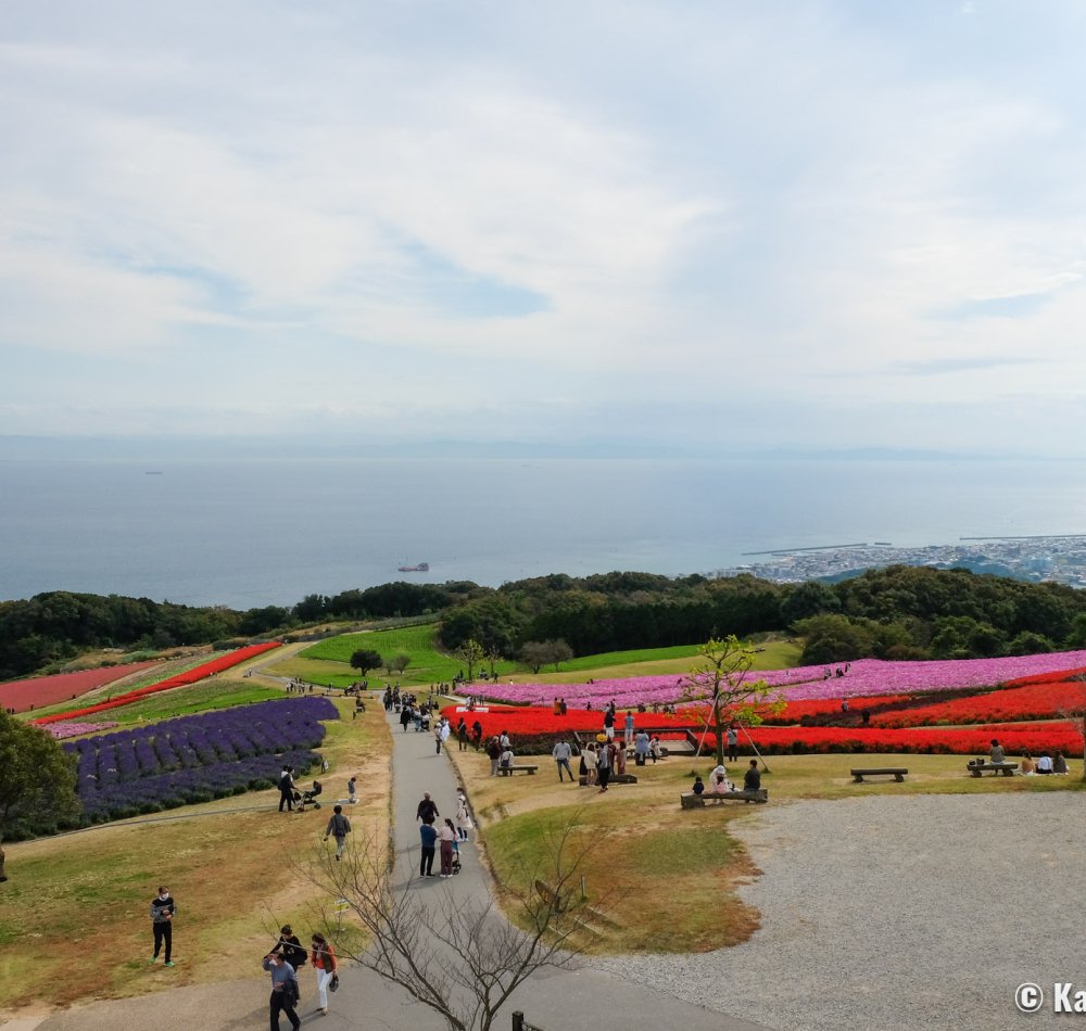 Awaji Hanasajiki, Cosmos flower field in autumn Awaji Hanasajiki, Cosmos flower field in autumn
